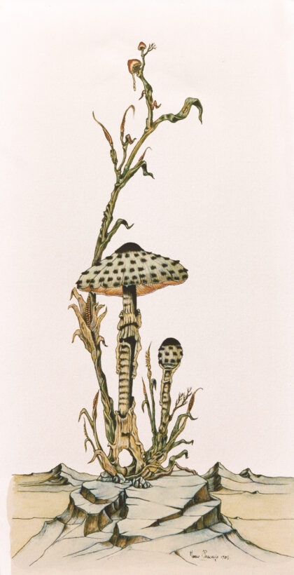 Funghi su roccia